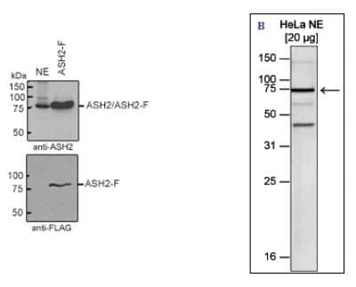 Western Blot: ASH2L Antibody [NBP3-18639] - Figure 1. Western blot analysis using the antibody directed against ASH2L Figure 1B: Western blot was performed using nuclear extracts from HeLa cells (HeLa NE, 20 ug) with the antibody against ASH2L diluted 1:1,000 in TBS-Tween containing 5% skimmed milk. The molecular weight marker (in kDa) is shown on the left; the location of the protein of interest is indicated on the right.